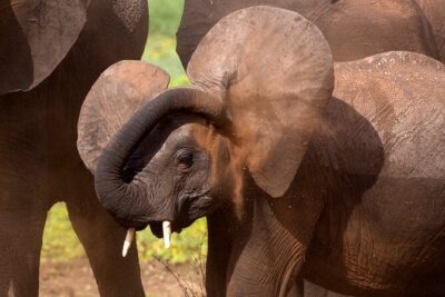 5-Day Private Safari Tour in Northern Tanzania - Day 1: Tarangire National Park and the Elephant-First Start