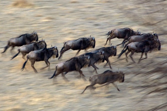 5-Day Private Safari Tour in Northern Tanzania - Price and What You’re Actually Getting for $2,500