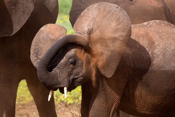 5-Day Private Safari Tour in Northern Tanzania - Day 1: Tarangire National Park and the Elephant-First Start