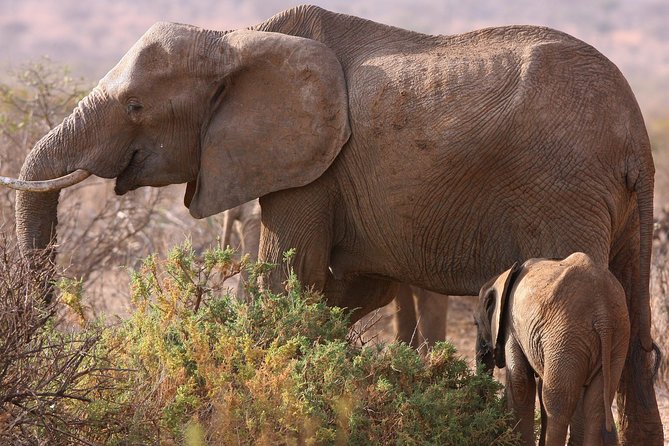 5 day safari Tarangire Serengeti and Ngorongoro crater - Key highlights to know before you go
