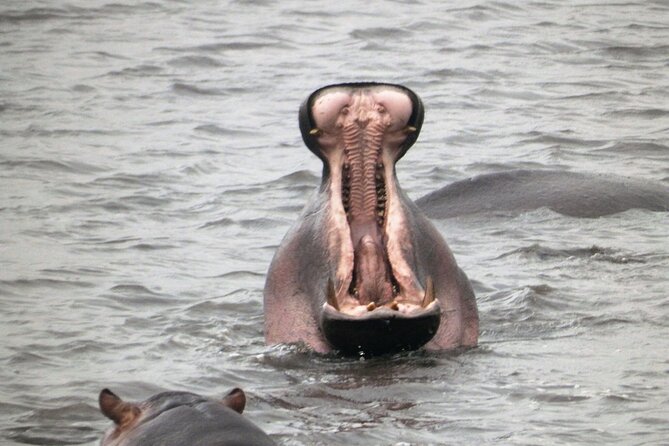 5 day safari Tarangire Serengeti and Ngorongoro crater - Tarangire National Park: elephants, baobabs, and rare antelope