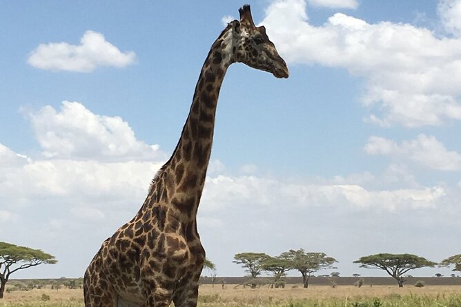 5 day safari Tarangire Serengeti and Ngorongoro crater - Another Serengeti day and then the move toward Ngorongoro