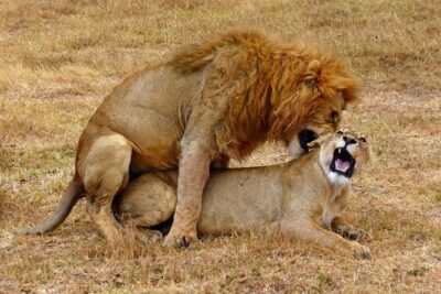 5 day safari Tarangire Serengeti and Ngorongoro crater - Serengeti National Park: Seronera water, lion odds, and birds that never stop