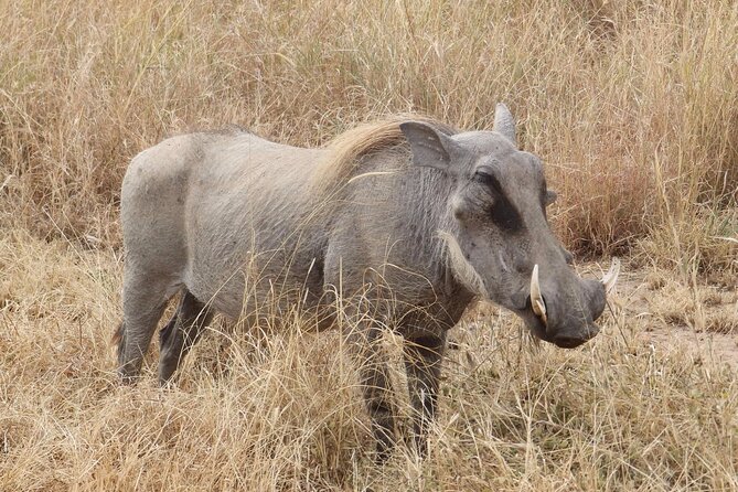 5 day safari Tarangire Serengeti and Ngorongoro crater - Your private safari team: the driver-guide makes the difference