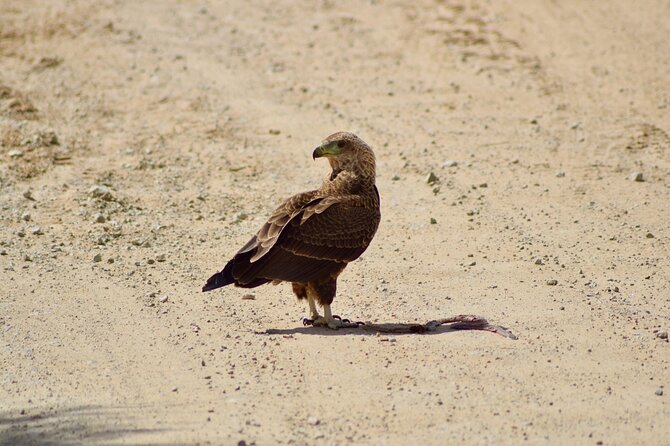 5 day safari Tarangire Serengeti and Ngorongoro crater - Price and value: what $2,211.29 is really buying