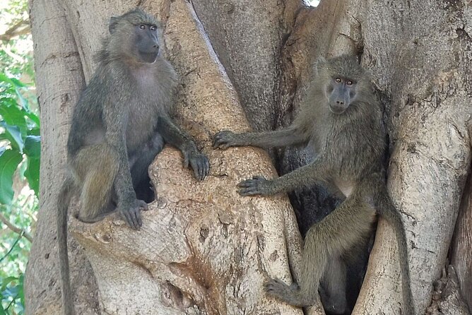 5 day safari Tarangire Serengeti and Ngorongoro crater - Logistics that help you have a smoother safari