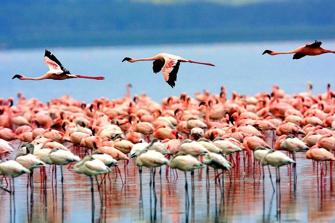 5 Days 4 Nights Tarangire, Serengeti , Ngorongoro & Manyara Wildlife Safari - Day 3: Serengeti Full Day, Sunrise Energy, and Optional Balloon Hours