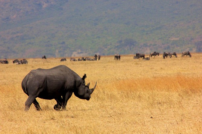5 Days 4 Nights Tarangire, Serengeti , Ngorongoro & Manyara Wildlife Safari - Price and Value: Why $2,600 Can Make Sense Here