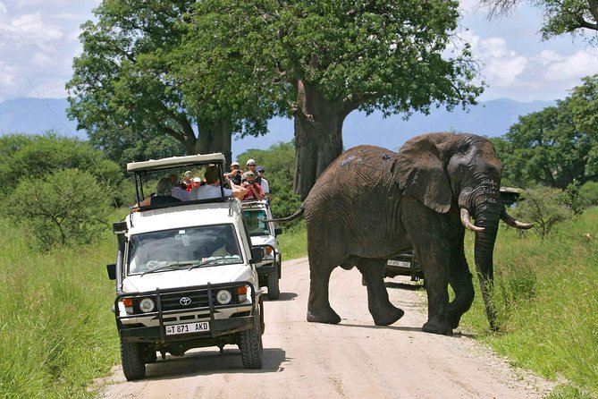 5 Days 4 Nights Tarangire, Serengeti , Ngorongoro & Manyara Wildlife Safari - Guides, Organization, and the Human Side of Safari