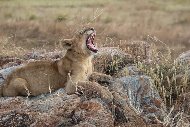 5 Days Best of Tanzania Luxury Safari Northern Circuit - Price and Value: $3,744 Per Person for Five Days of Managed Wildlife Time