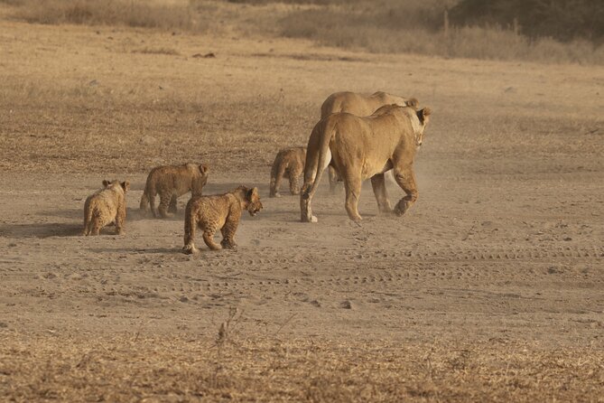 5 Days Group Camping Safari - The Parks Plan: What You’ll See and Why It Works