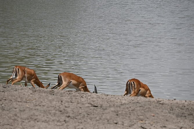 5 Days Group Camping Safari - Camping Safari Value: What Your Money Buys