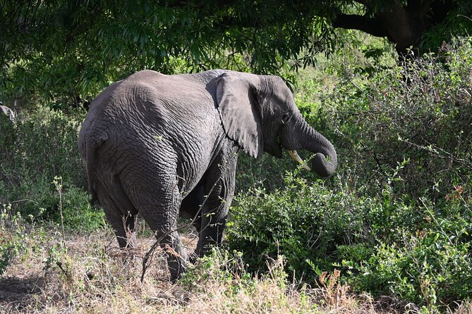 5 Days Group Camping Safari - Day 3 Serengeti Via Karatu: Seronera Water Pulls Wildlife In