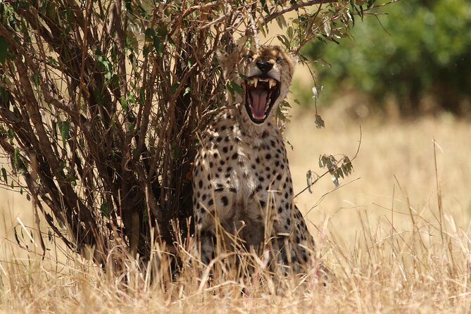 5 Days Group Camping Safari - Day 4 Early Serengeti Drive to Ngorongoro Overnight: Two Worlds in One Day