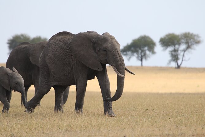 5 Days Group Camping Safari - Who Should Book This Safari (and Who Might Skip It)