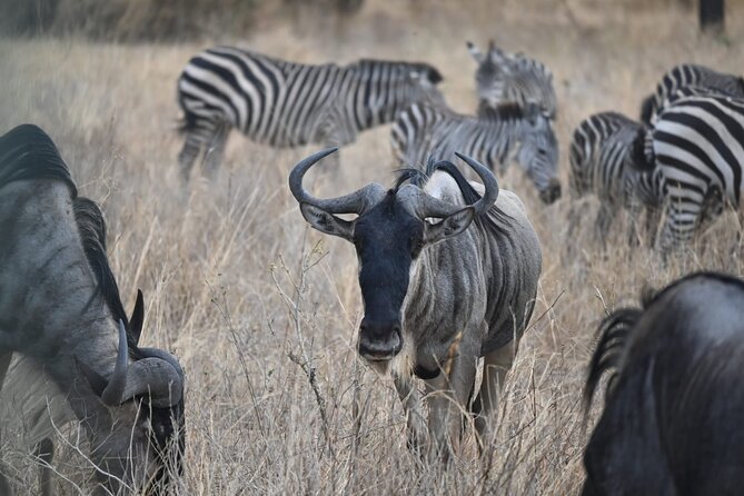 5 Days Group Camping Safari - Day 1 Tarangire: Elephants, Baobabs, and a Well-Timed Kickoff