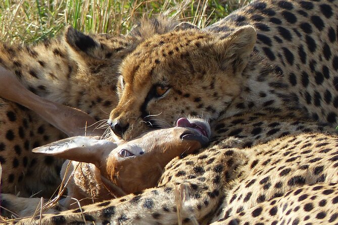 5 Days Magical Kenya Safari Private Tour - Day 1 at Ol Pejeta: equator country plus a prime golden-hour drive
