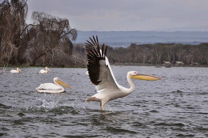 5 Days Masai Mara, Lake Nakuru & Naivasha Budget Joining Safari - Key Highlights You’ll Feel From Day One