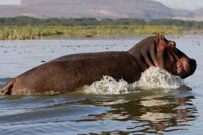5 Days Masai Mara, Lake Nakuru & Naivasha Budget Joining Safari - Morning Pickup in Nairobi: What the 7:00 Start Really Means