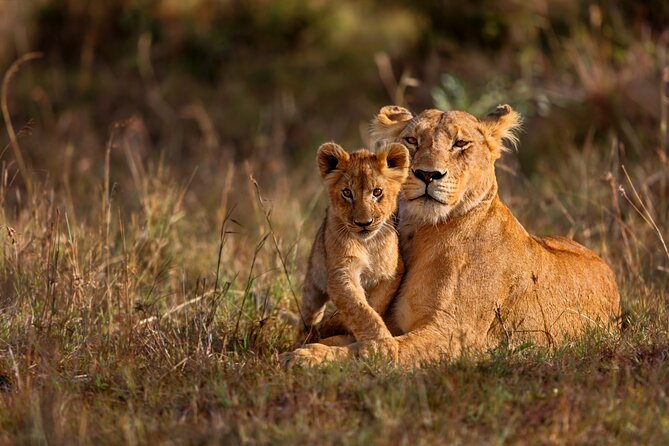 5 Days Masai Mara, Lake Nakuru & Naivasha Budget Joining Safari - Day 2: A Full Masai Mara Day With Mara River and the Serengeti Edge