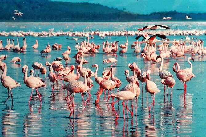 5 Days Masai Mara, Lake Nakuru & Naivasha Budget Joining Safari - Lake Nakuru’s Flamingos and Rhinos: Why This Stop Works