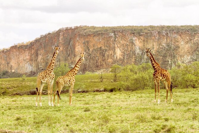 5 Days Masai Mara, Lake Nakuru & Naivasha Budget Joining Safari - Day 1: Rift Valley Viewpoints, Picnic Lunch, and First Masai Mara Game Drive