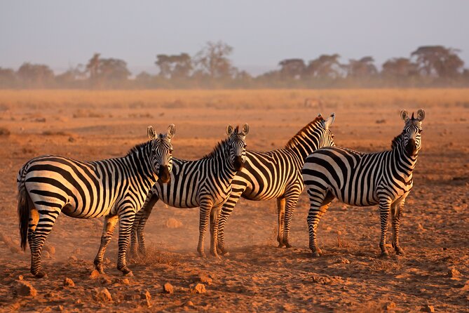 5 Days Mid-Range Group Safari with Accommodation - A 5-Day Circuit Out of Arusha: Tarangire, Manyara, Serengeti, Ngorongoro