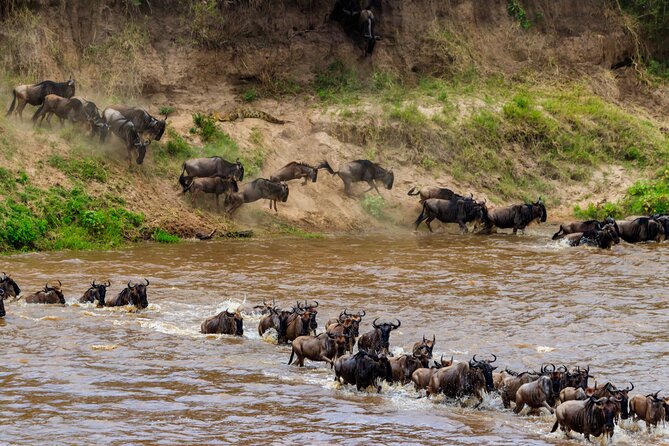 5 Days Mid-Range Group Safari with Accommodation - Lake Manyara: flamingos, forest birds, and tree-climbing lion odds