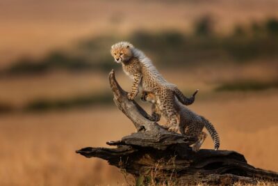 5 Days Mid-Range Group Safari with Accommodation - Tarangire National Park: Baobabs, elephants, and picnic time