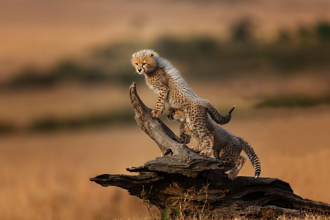 5 Days Mid-Range Group Safari with Accommodation - Tarangire National Park: Baobabs, elephants, and picnic time