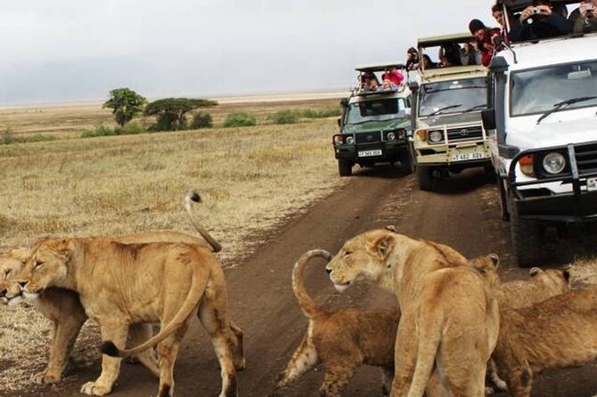5 Days Safari in Tanzania | Camping and Lodge Safaris - Day 4 in Serengeti then to Karatu: river valley bird life and camp-to-lodge flow