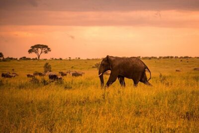 5 Days Safari in Tanzania | Camping and Lodge Safaris - Getting around: pickup, private transport, and small-group advantages
