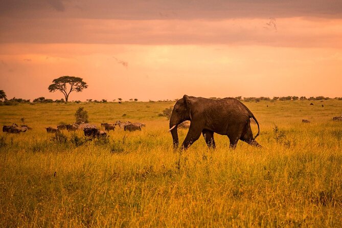 5 Days Safari in Tanzania | Camping and Lodge Safaris - Getting around: pickup, private transport, and small-group advantages