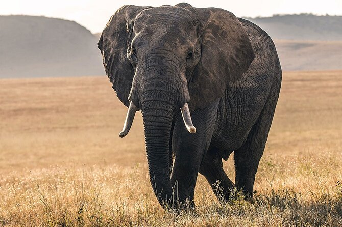 5 Days Safari Northern Circuit of Tanzania - Tarangire National Park: baobabs, elephants, and that river “magnet”