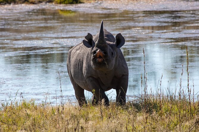 5 Days Safari Northern Circuit of Tanzania - Lake Manyara: birds, elephants, flamingos, and tree-climbing lions