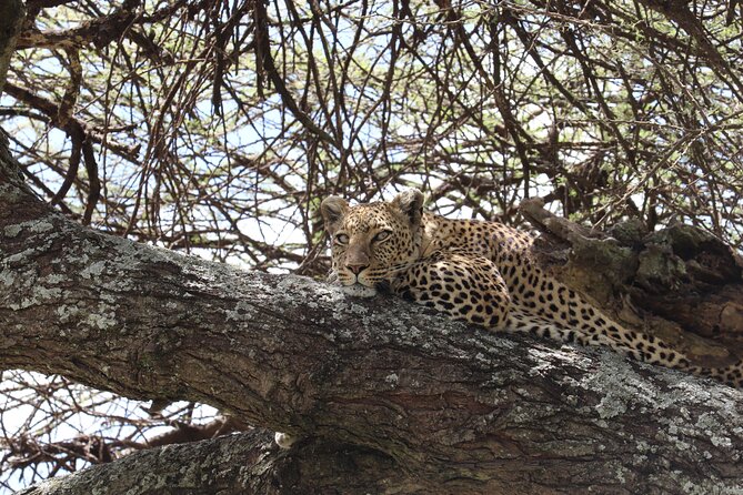 5 Days Safari Northern Circuit of Tanzania - Vehicle time, picnic lunches, and why comfort matters