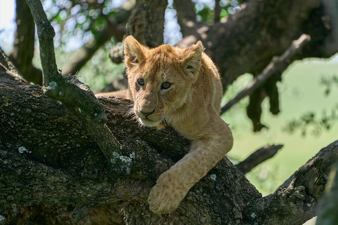 5 Days Safari Northern Circuit of Tanzania - Guides and operation: what the strong feedback actually means