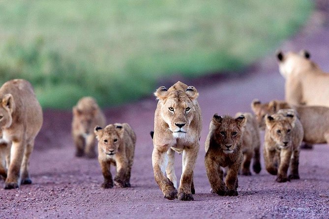 5 Days Serengeti Camping Safari - Day 3: early Serengeti game drive and then Simba campsite on the rim