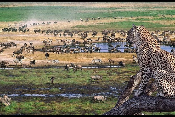 5 Days Serengeti Camping Safari - Day 4: 6:15 am crater descent for black rhino odds