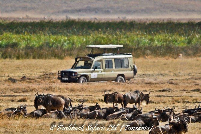 5 Days Serengeti Camping Safari - Day 5: Lake Manyara flamingos, hippo pool, and hot springs on a game drive