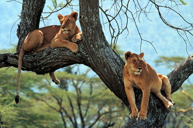 5 Days Serengeti Camping Safari - Who runs the show: guides, coordinators, and a real camping kitchen