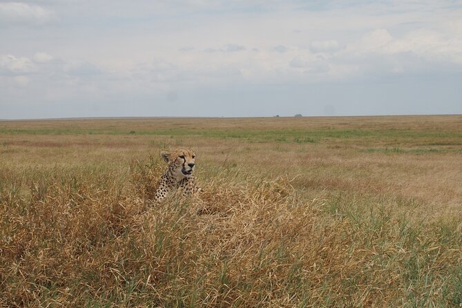 5 days Tanzania Camping Safari - Day 1: Tarangire National Park’s baobabs and elephant herds