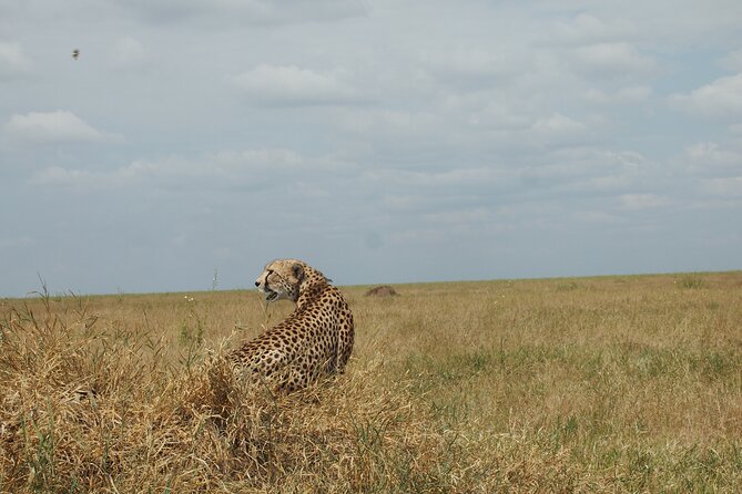 5 days Tanzania Camping Safari - Day 2: Serengeti game drives and the migration you came for