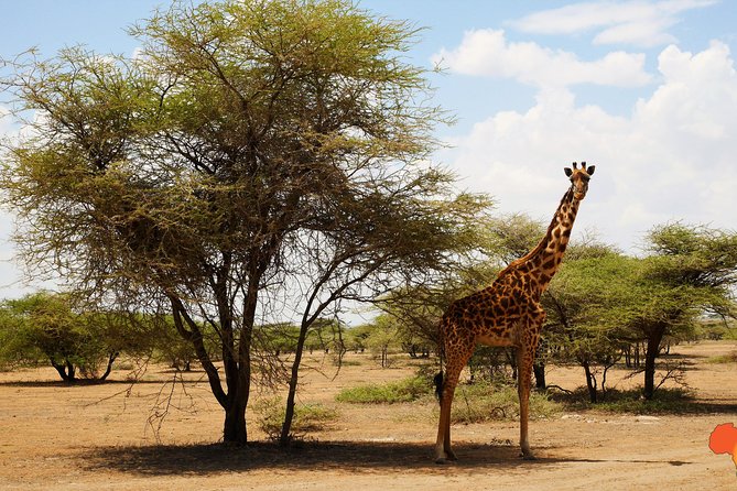 5 days Tanzania Camping Safari - The 4x4 pop-up roof: why it changes your whole viewing