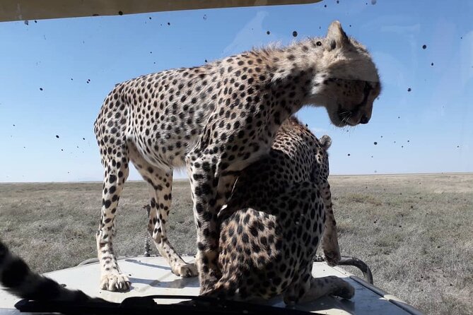 5 Days Tanzania Group Joining Safari, Tarangire/Serengeti/Ngorongoro Crater - The 5-Day Northern Tanzania Route That Packs a Lot In