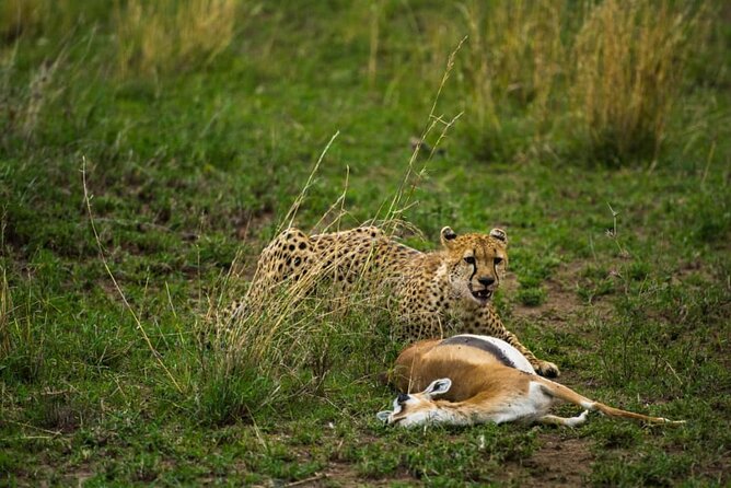 5 Days Tanzania Group Joining Safari, Tarangire/Serengeti/Ngorongoro Crater - Day 4 in Serengeti to Ngorongoro Rim: Positioning for the Crater Day