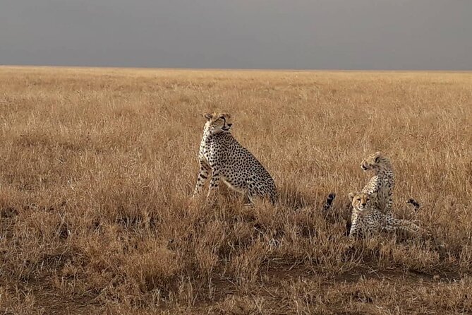 5 Days Tanzania Group Joining Safari, Tarangire/Serengeti/Ngorongoro Crater - Day 5 Inside Ngorongoro Crater: Big Five Seeing, Maasai Cultural Encounters