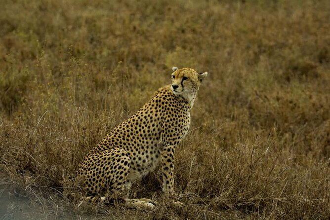 5 Days Tanzania Group Joining Safari, Tarangire/Serengeti/Ngorongoro Crater - Camping Safari Reality: Full Board, Simple Comfort, Real Rhythm