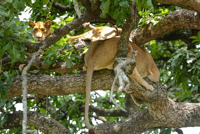 5 Days Tanzania Group Joining Safari, Tarangire/Serengeti/Ngorongoro Crater - Guides Like Mike, Bakary, and Others Make or Break Your Sightings