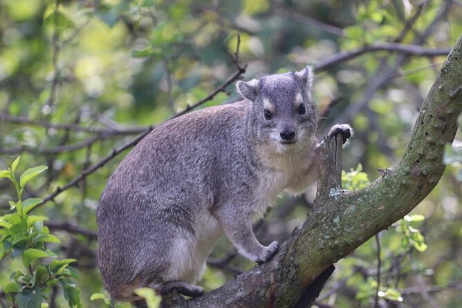 5 Days Tanzania Joining Safari with Pick Up Included Shared Tour - Key Things I’d Watch For on This 5-Day Tanzania Safari